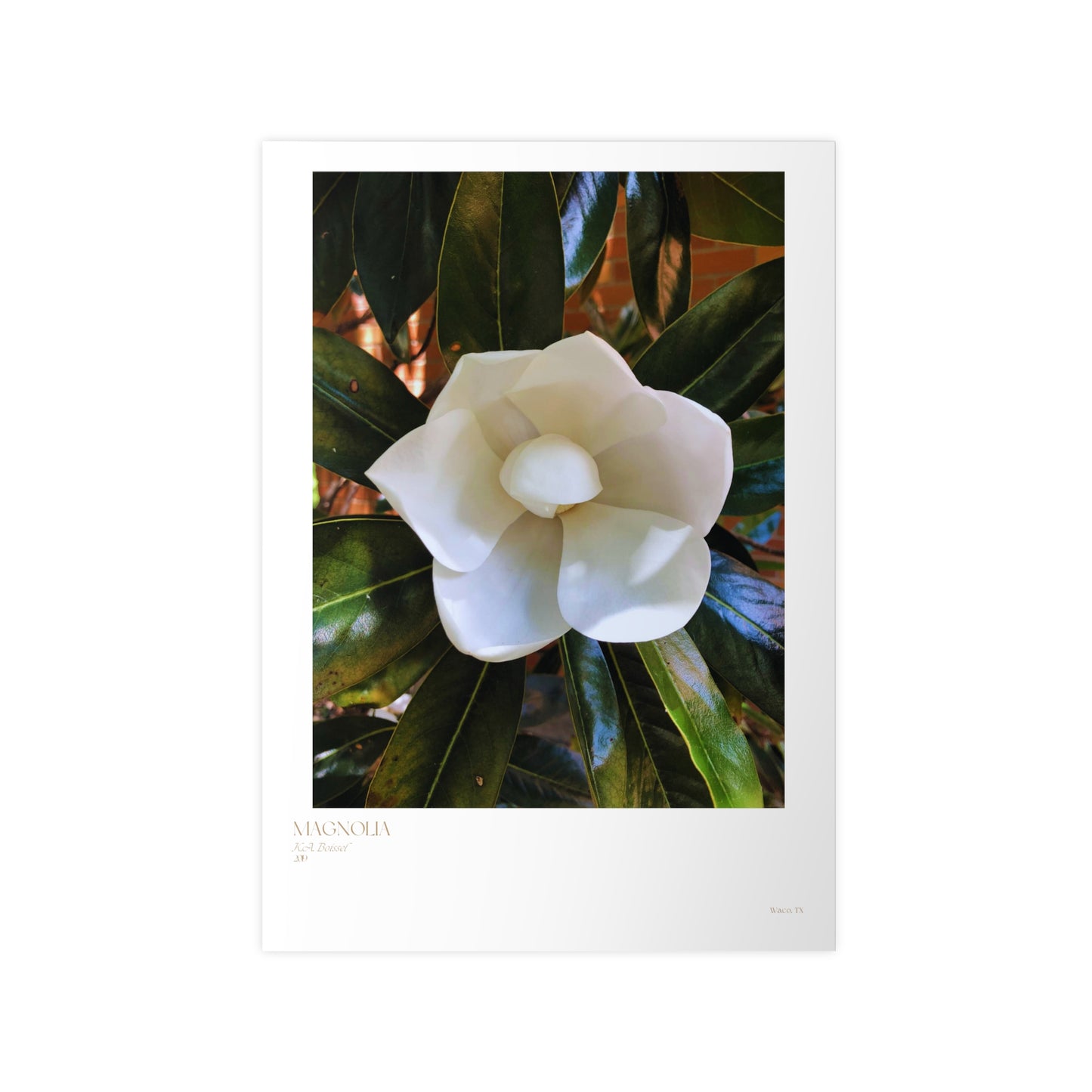 Magnolia Photograph Vertical Posters EU