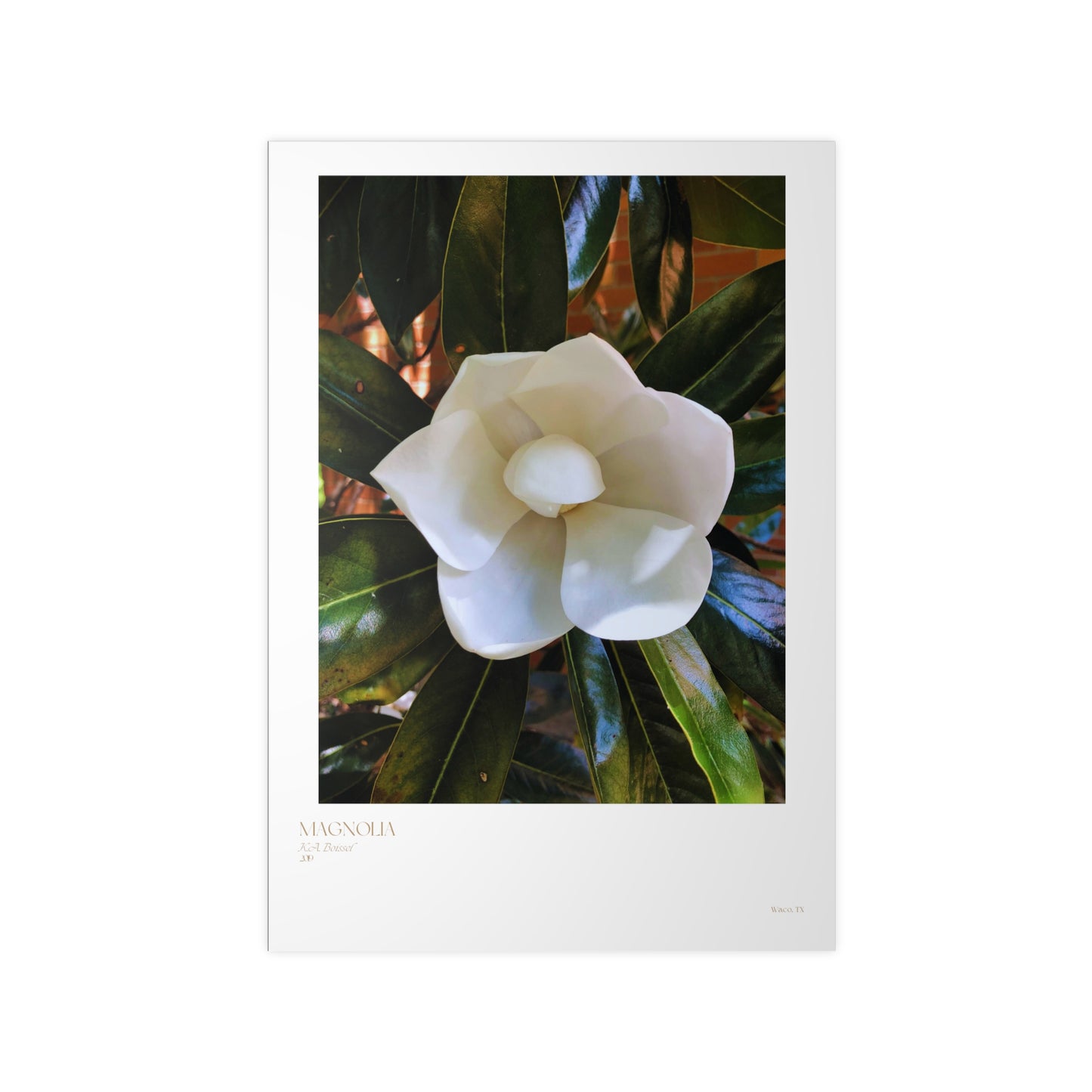 Magnolia Photograph Vertical Posters EU