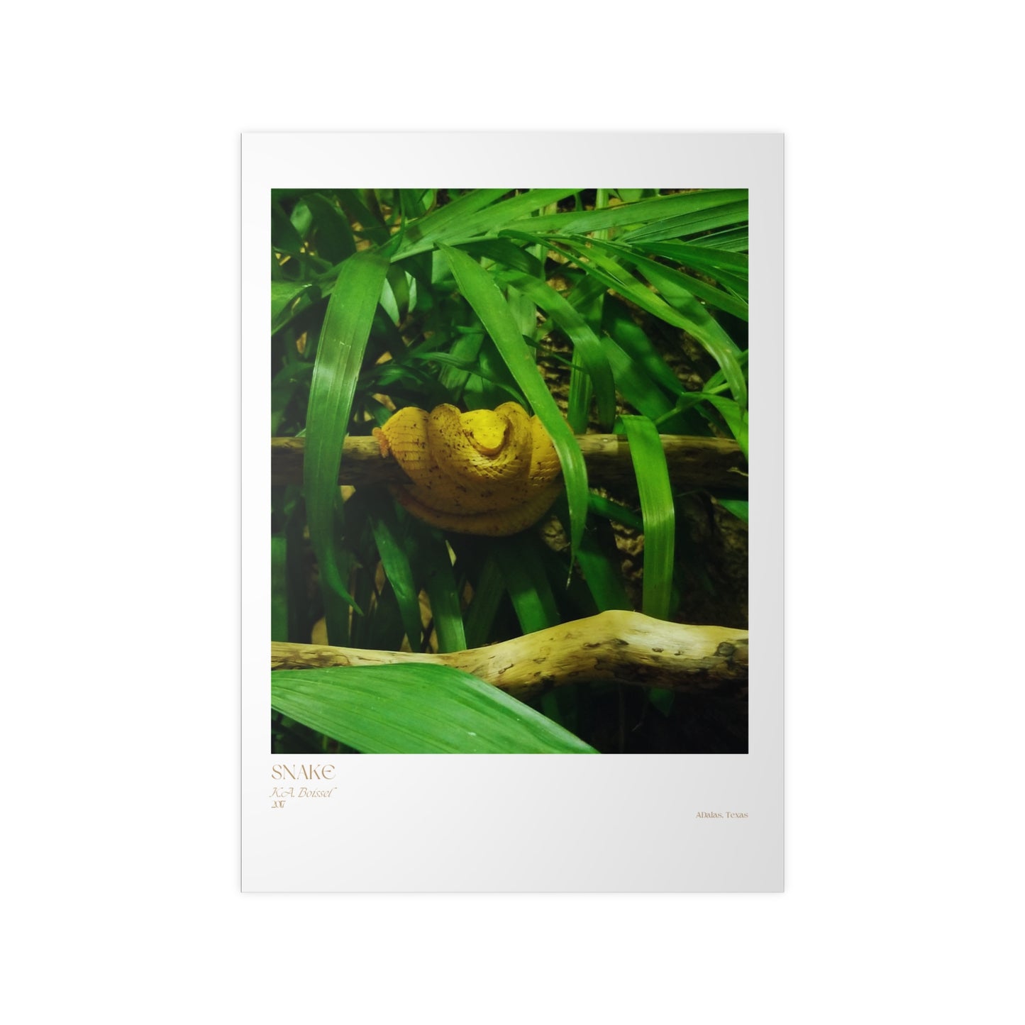 Snake Photograph Vertical Posters EU