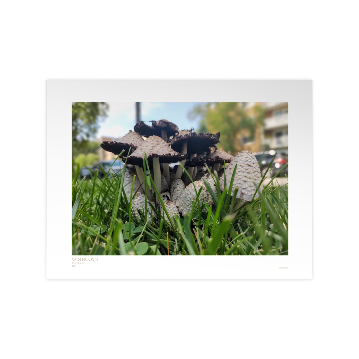 Mushrooms Matte Photograph Horizontal Posters EU