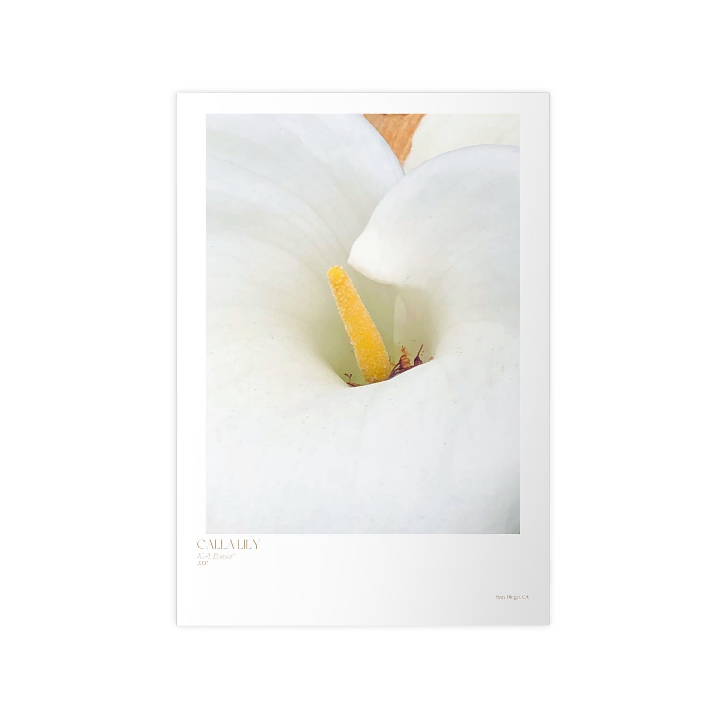 Calla Lily Photograph Vertical Posters EU