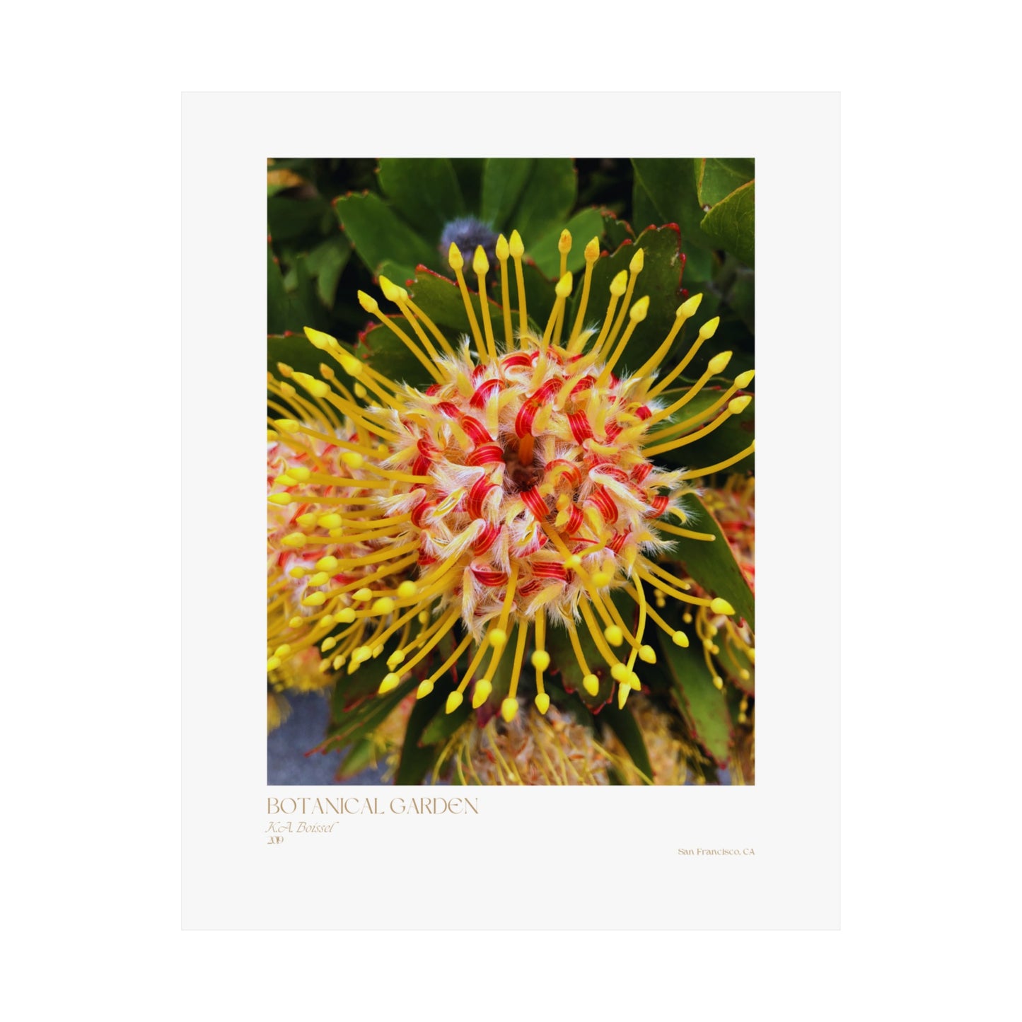 Botanical Garden Photograph Vertical Posters