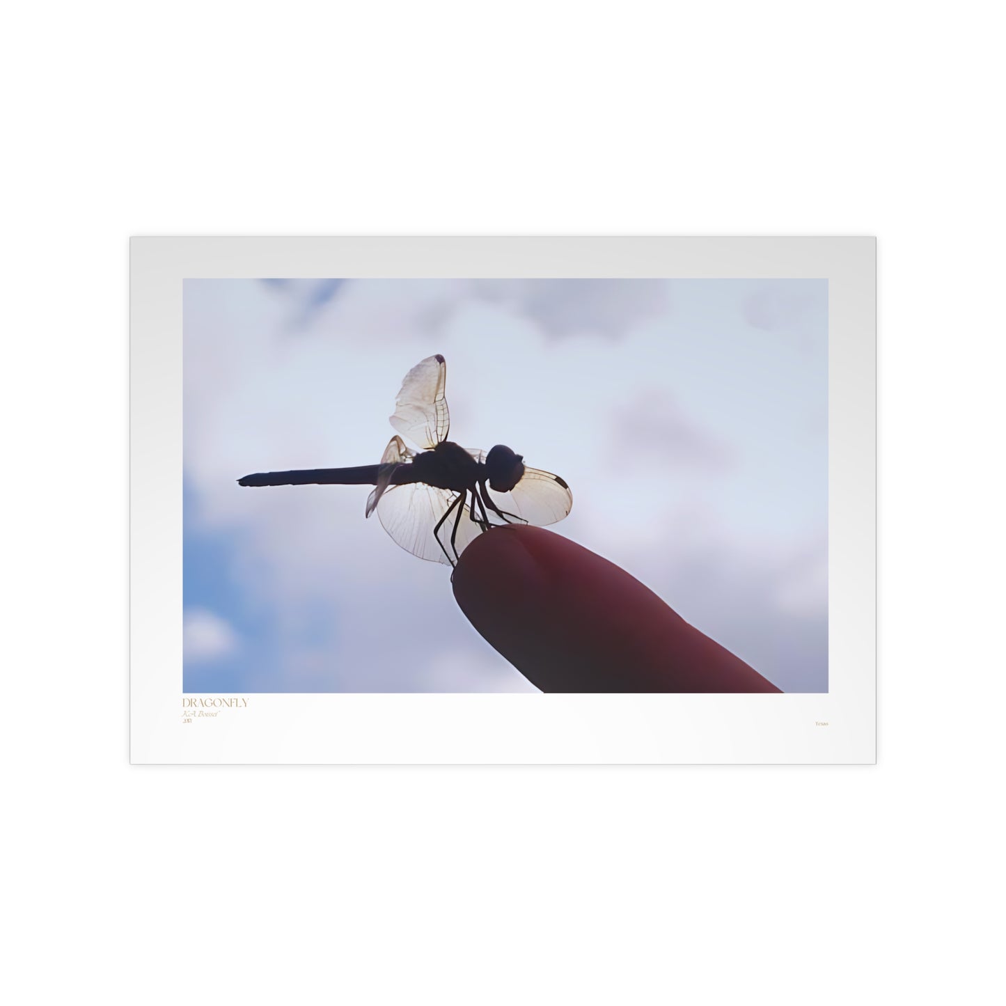 Dragonfly Matte Photograph Horizontal Posters EU