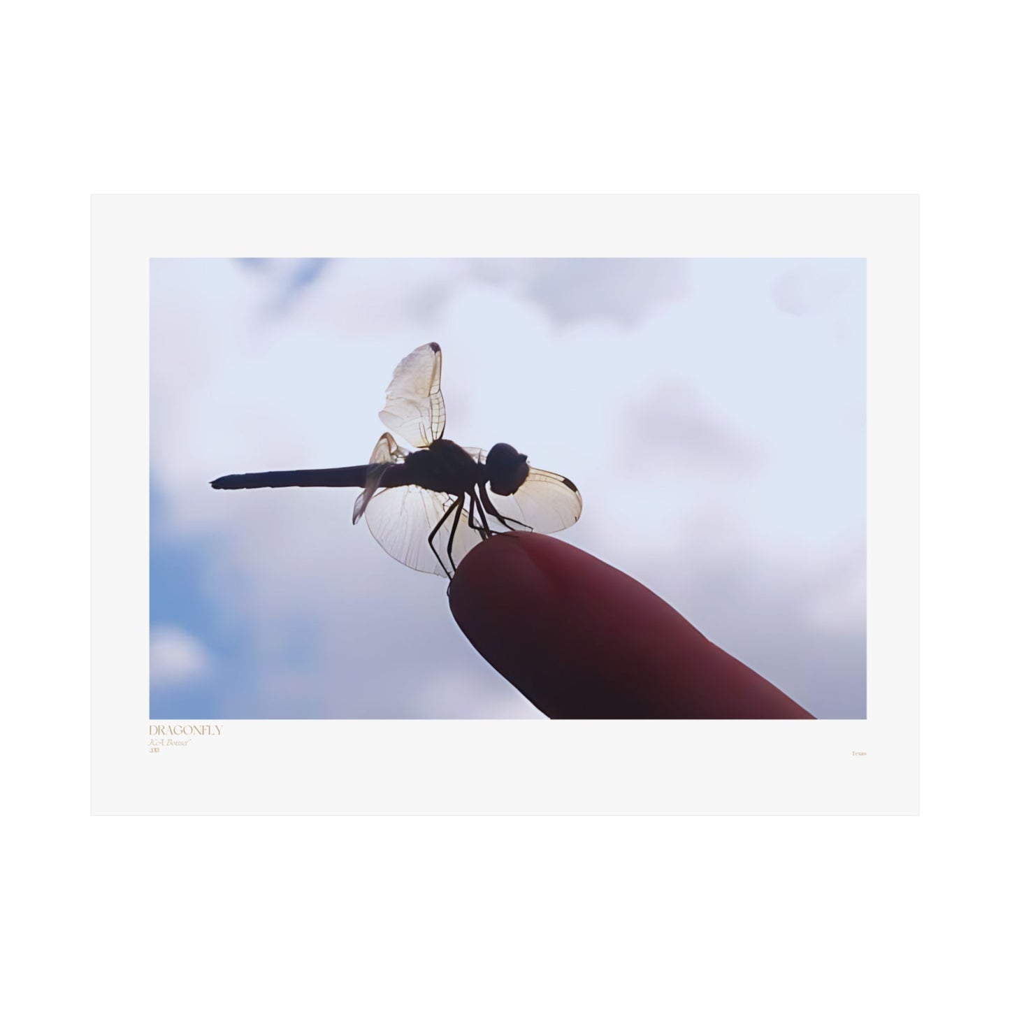 Pósteres horizontales con fotografías mate de libélulas