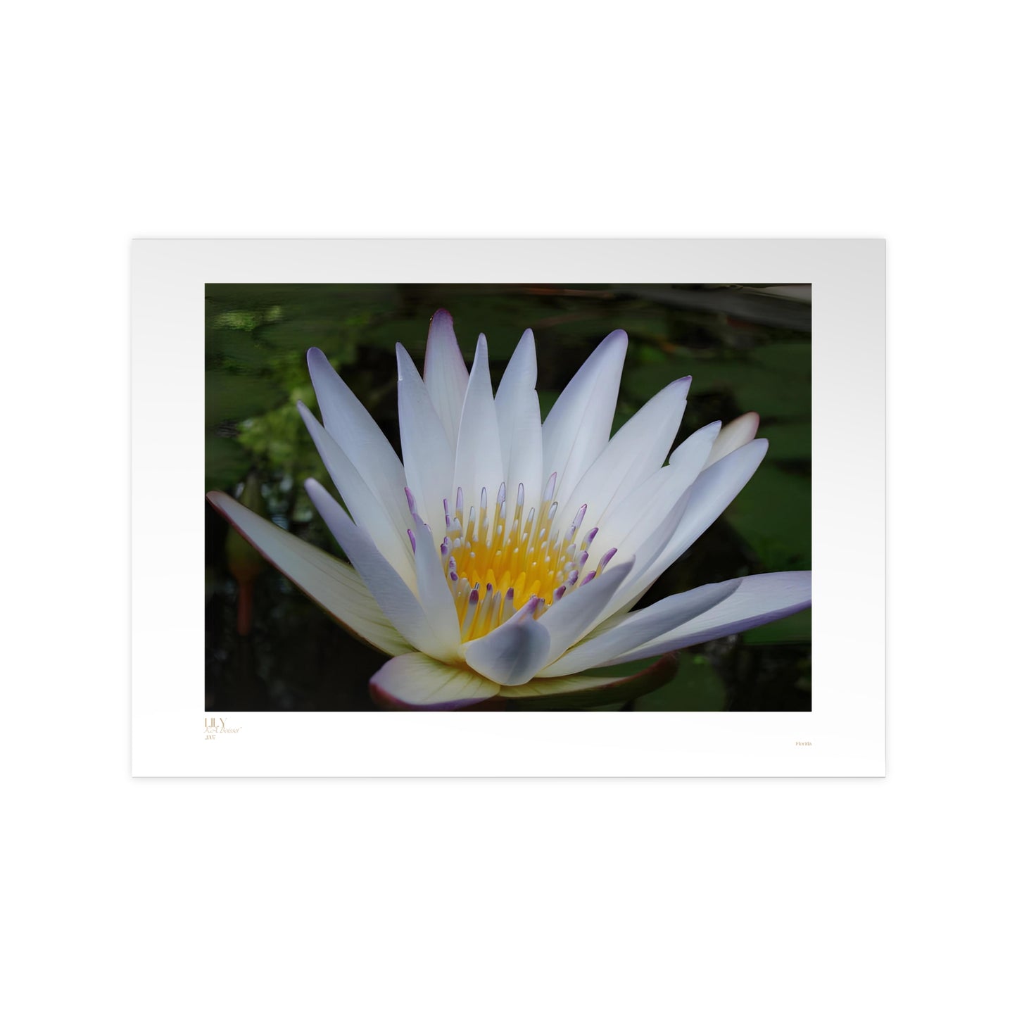 Lily Matte Photograph Horizontal Posters EU