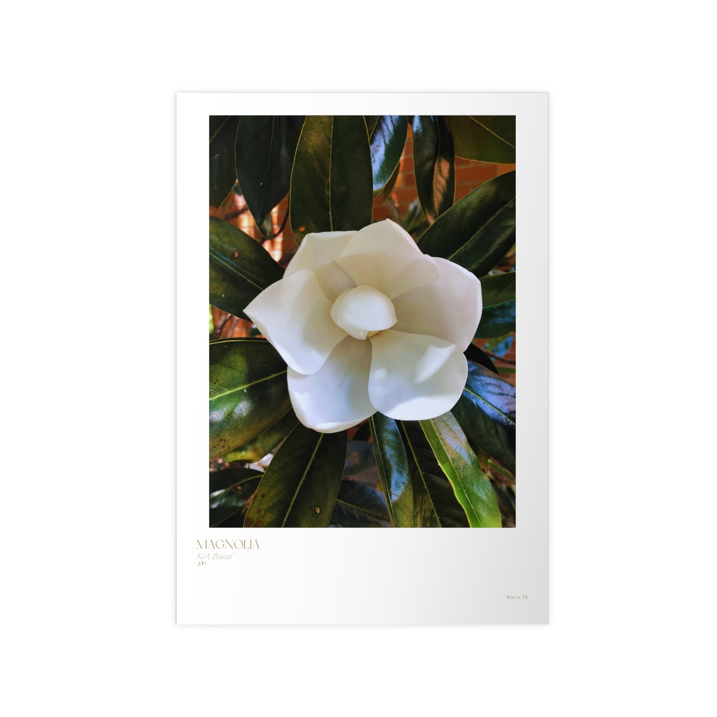 Magnolia Photograph Vertical Posters EU