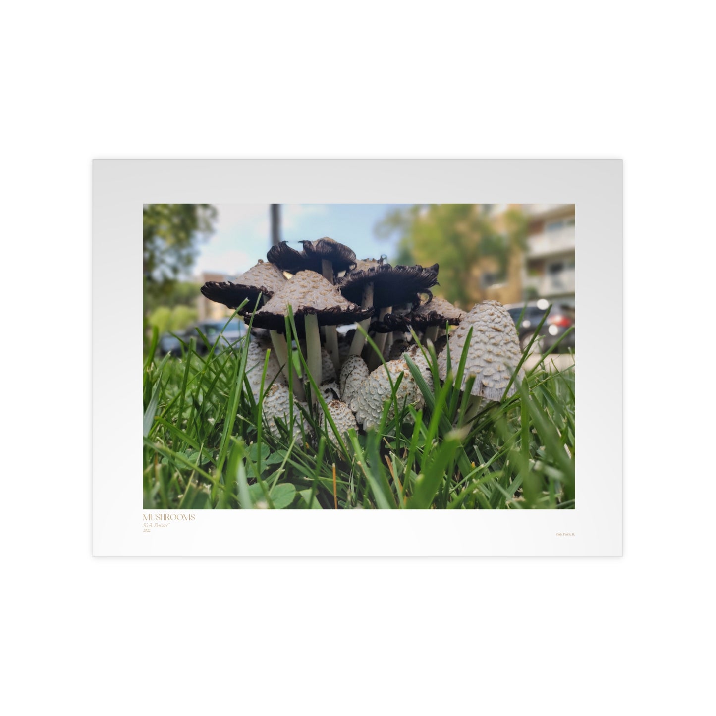 Mushrooms Matte Photograph Horizontal Posters EU