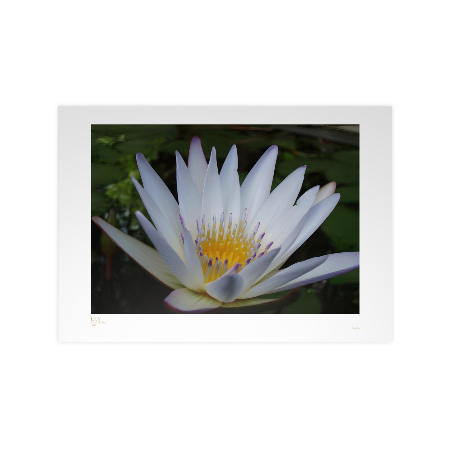 Lily Matte Photograph Horizontal Posters EU