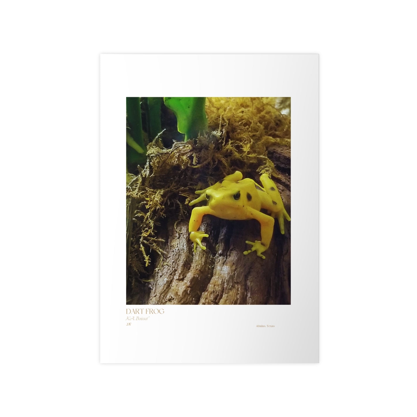 Dart Frog Photograph Vertical Posters EU