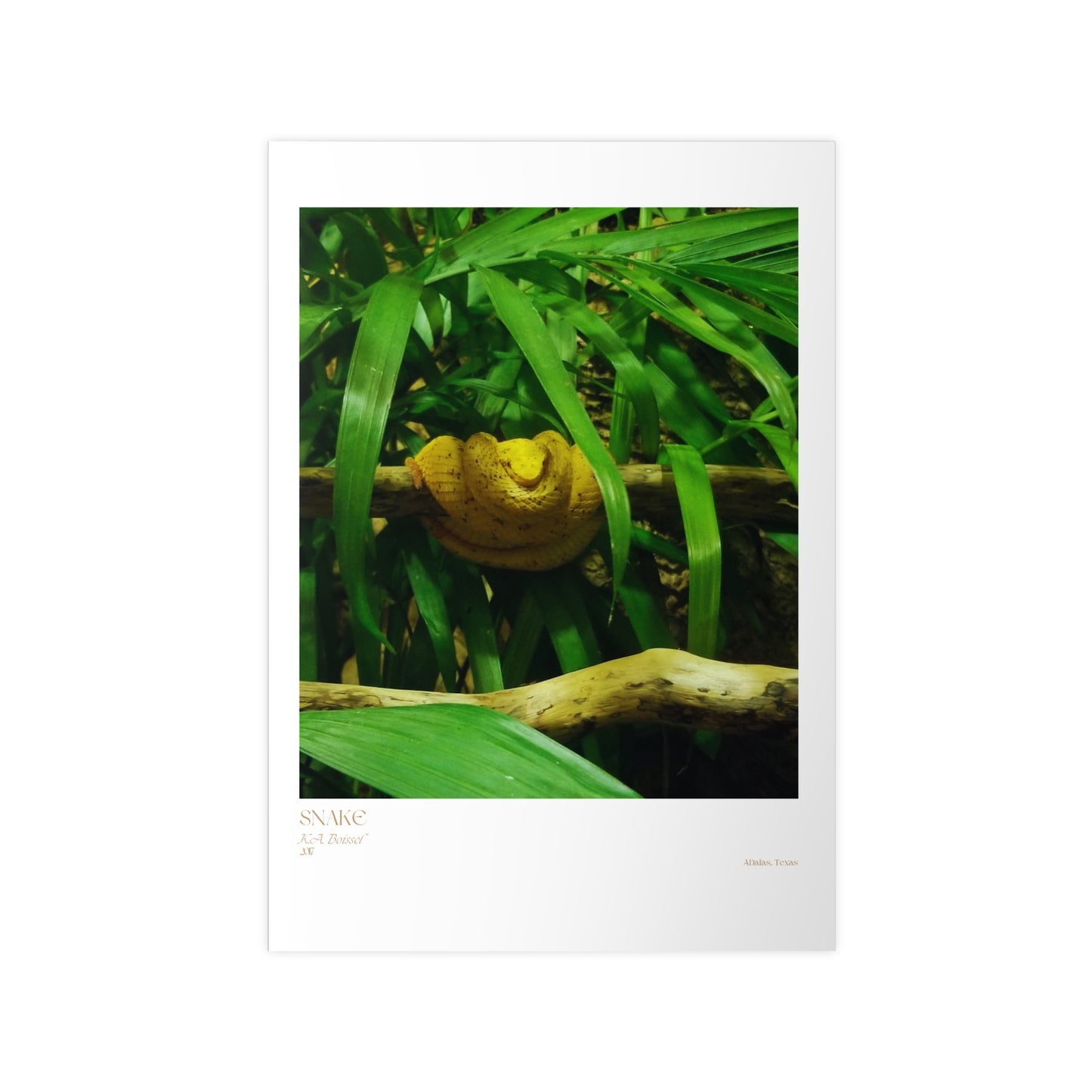 Snake Photograph Vertical Posters EU