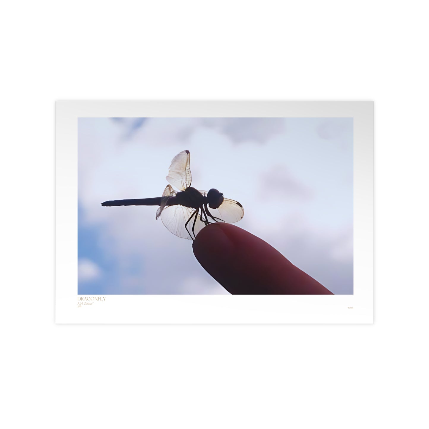 Dragonfly Matte Photograph Horizontal Posters EU