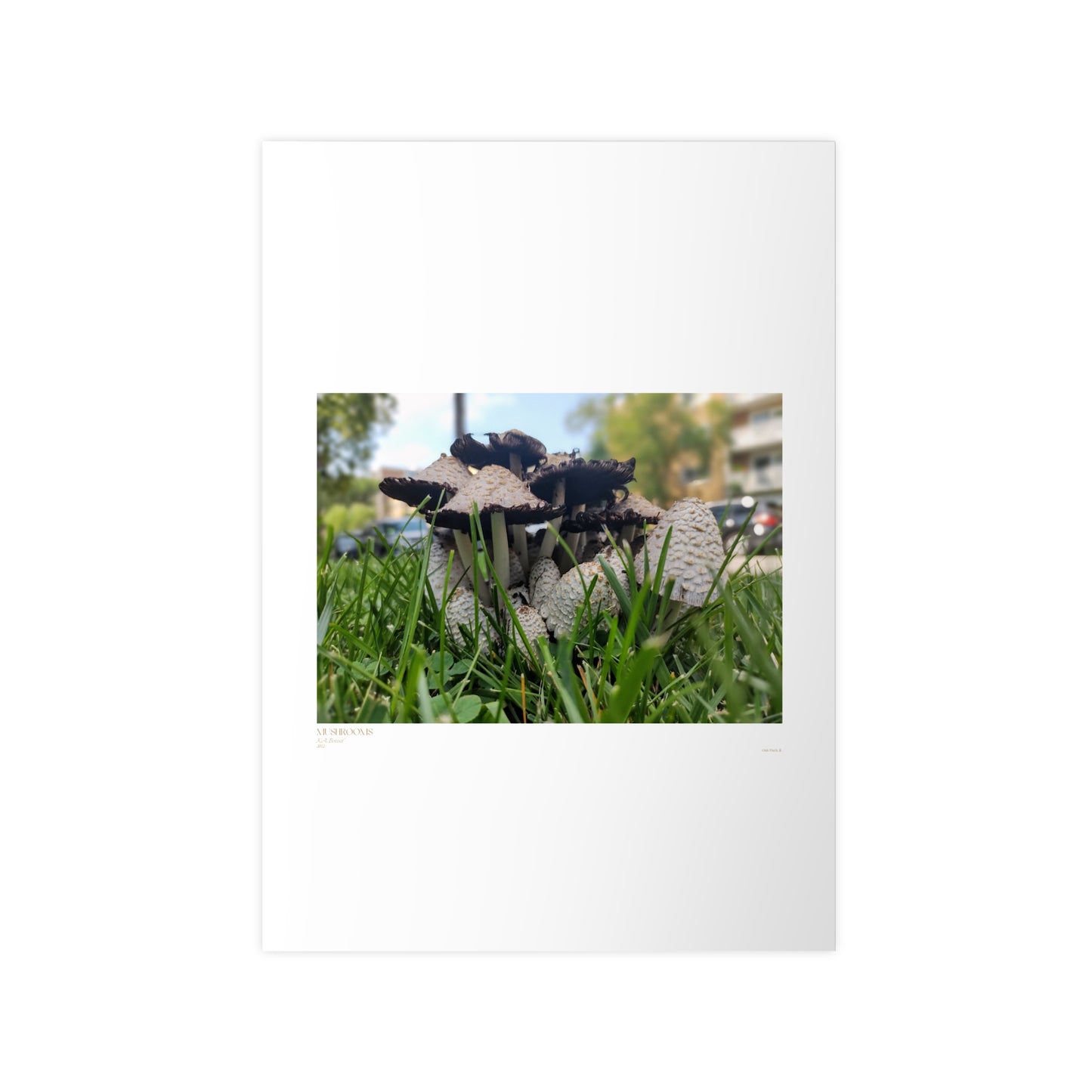 Mushrooms Matte Photograph Horizontal Posters EU