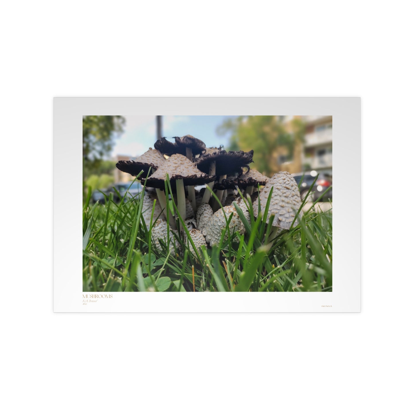 Mushrooms Matte Photograph Horizontal Posters EU