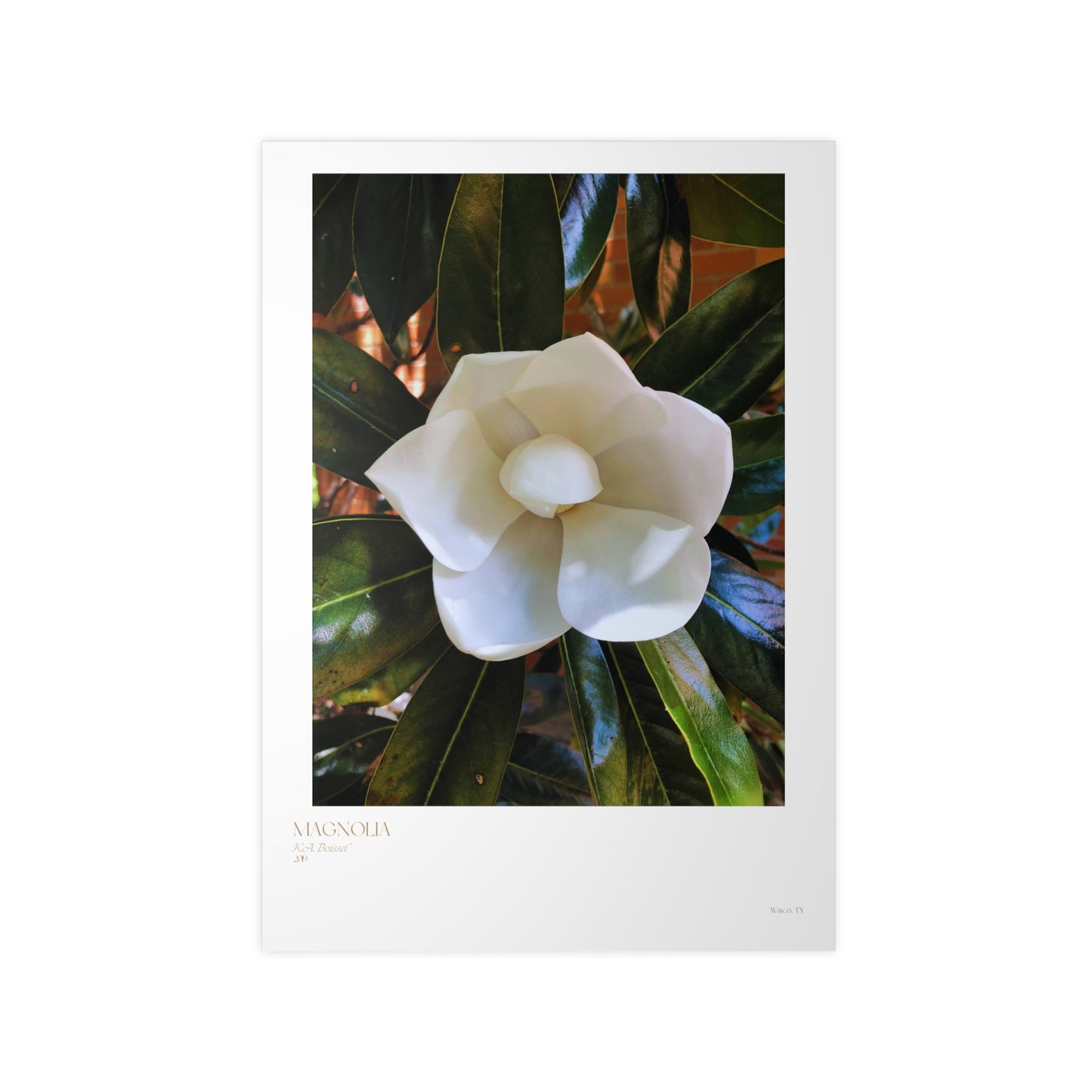 Magnolia Photograph Vertical Posters EU