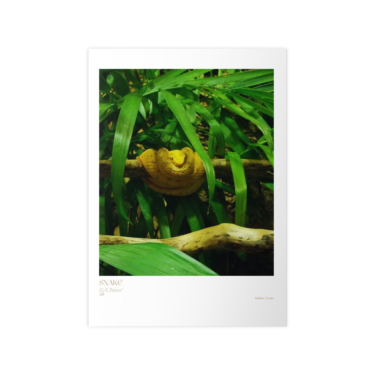 Snake Photograph Vertical Posters EU