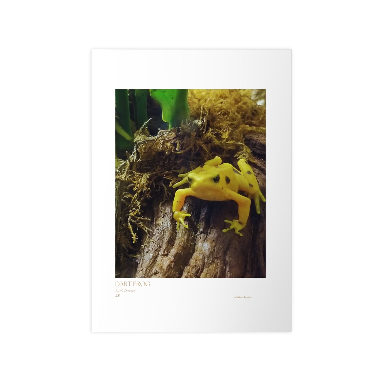 Dart Frog Photograph Vertical Posters EU