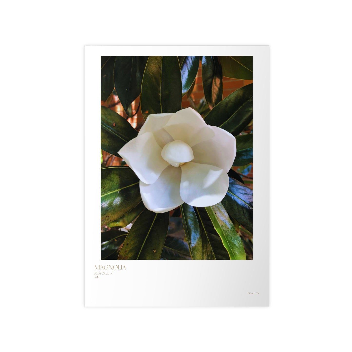 Magnolia Photograph Vertical Posters EU