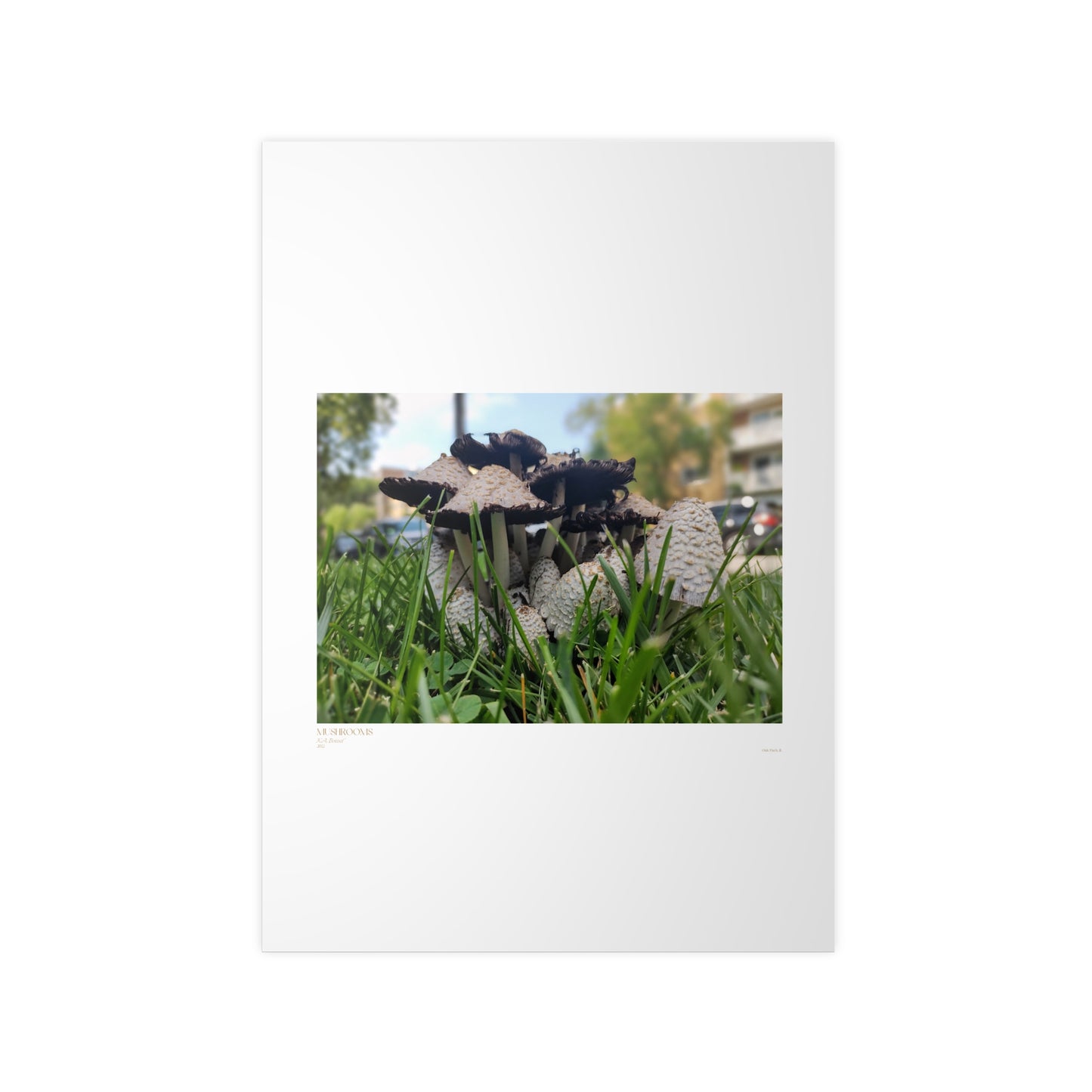 Mushrooms Matte Photograph Horizontal Posters EU