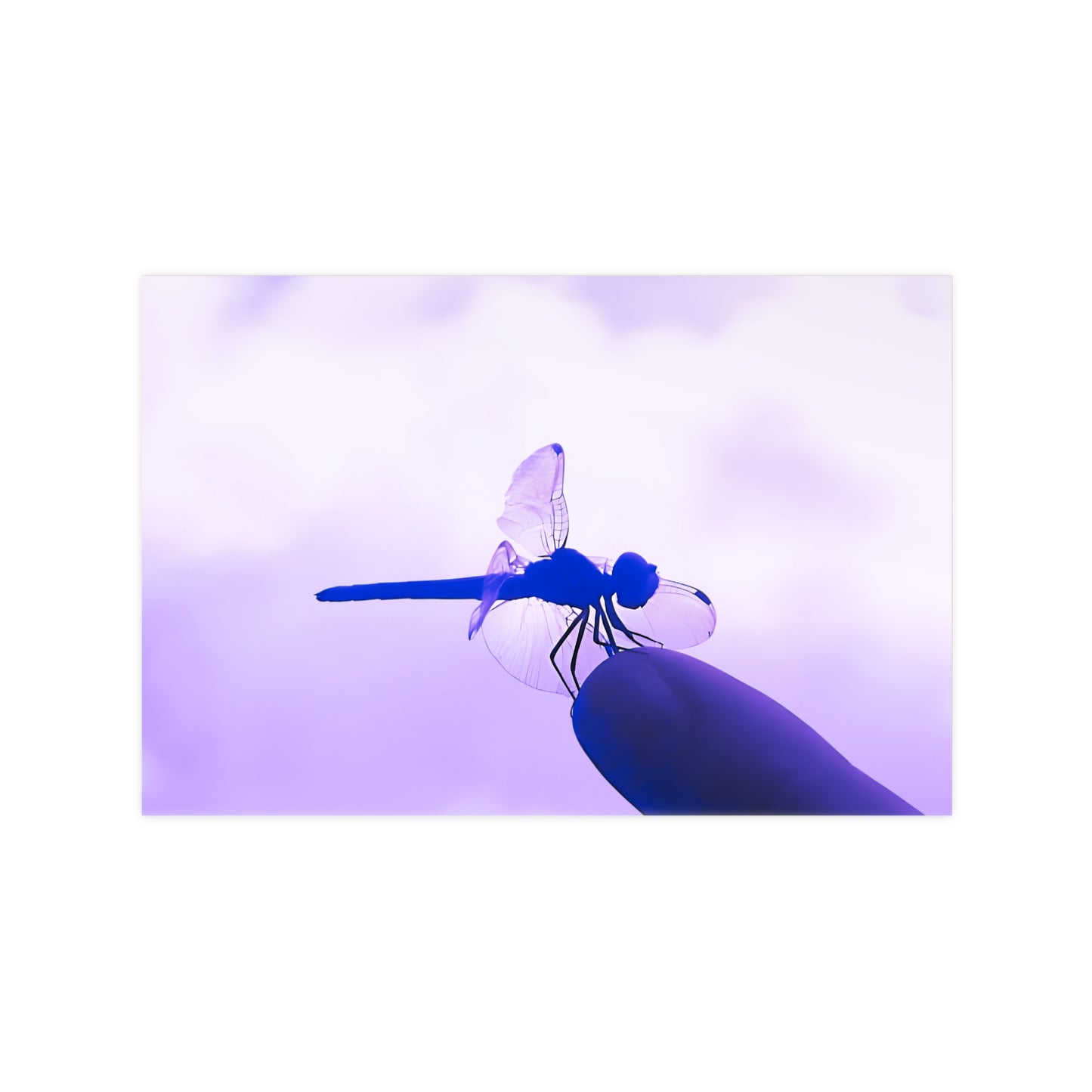 Dragonfly Violet Matte Photograph Horizontal Posters EU