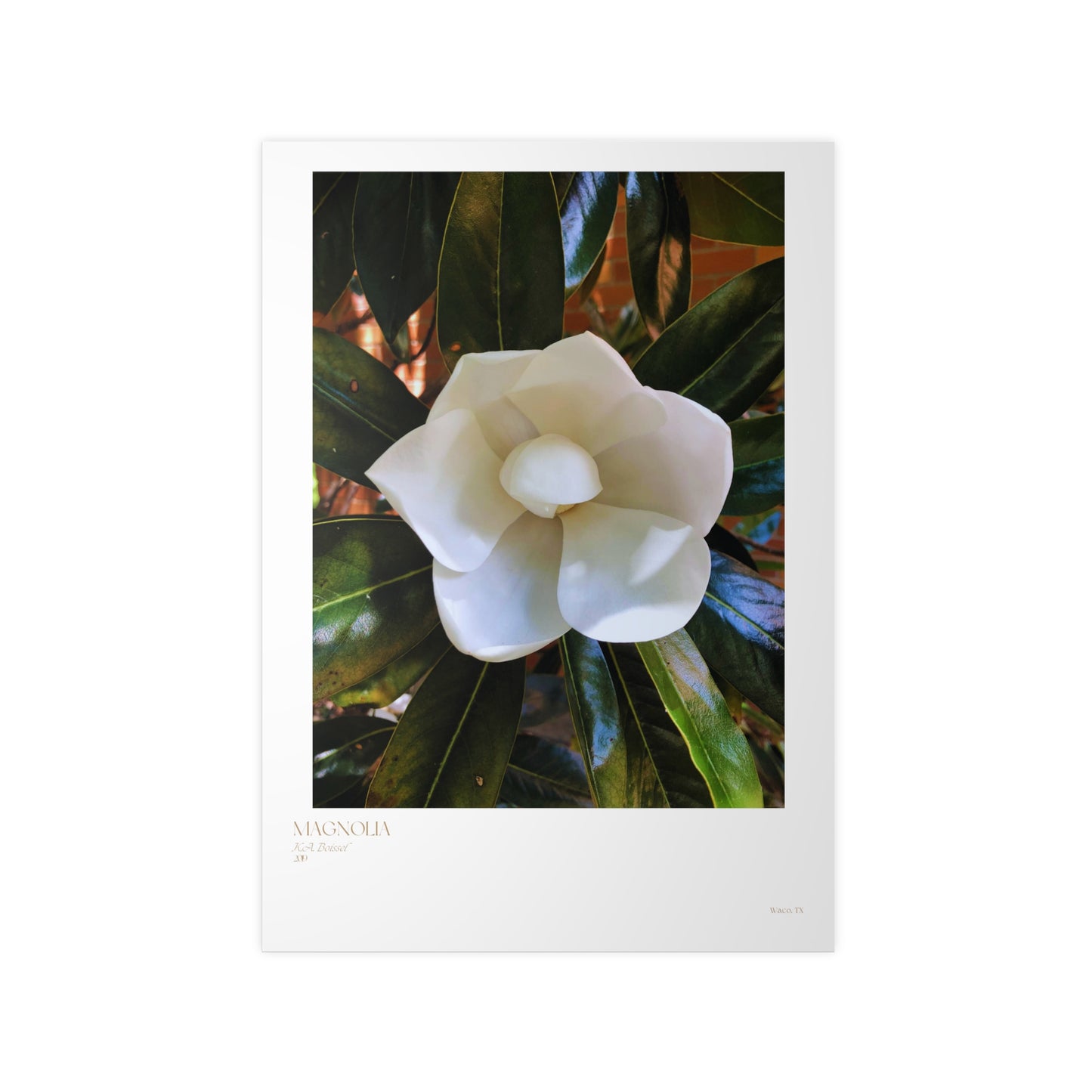 Magnolia Photograph Vertical Posters EU