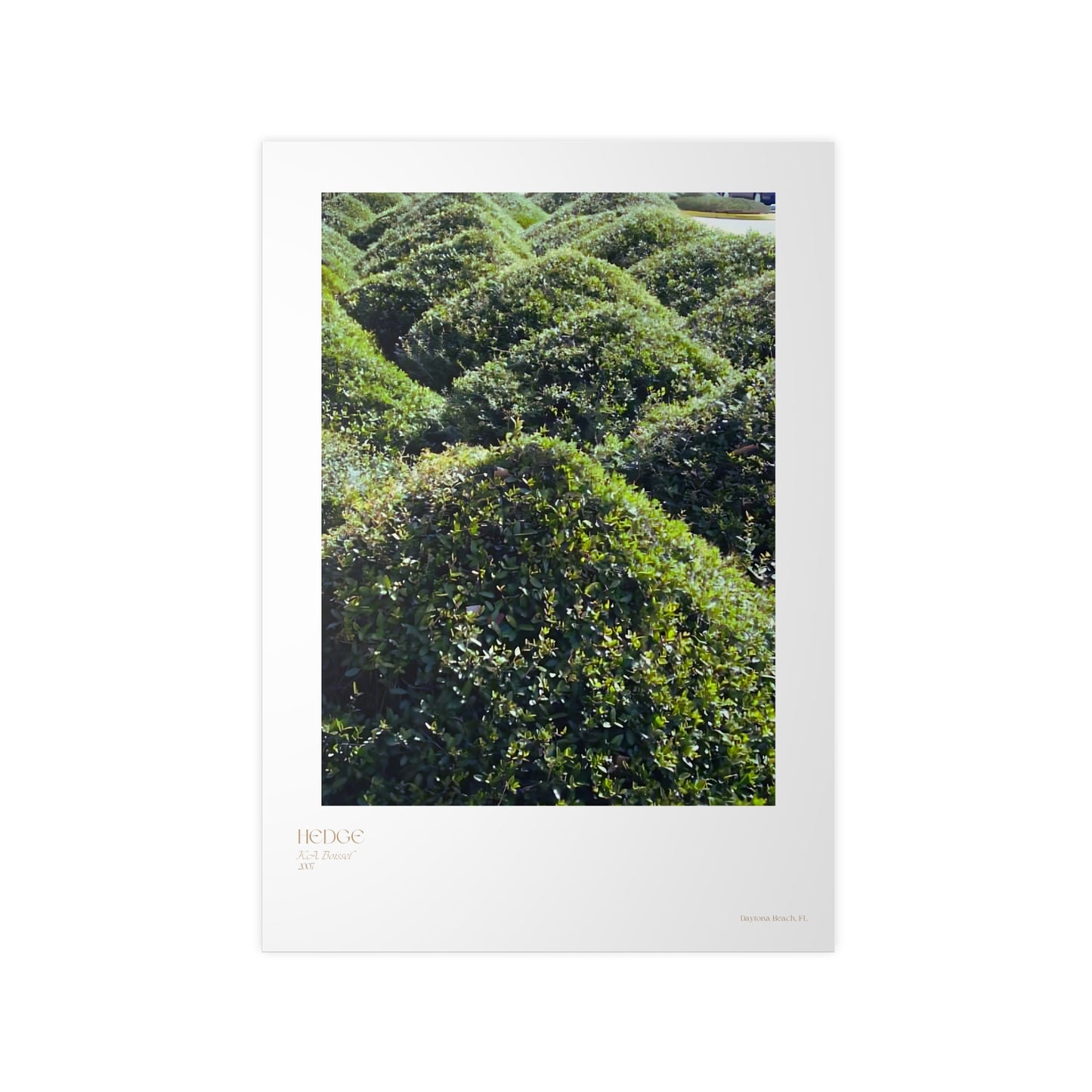 Hedge Photograph Vertical Posters EU