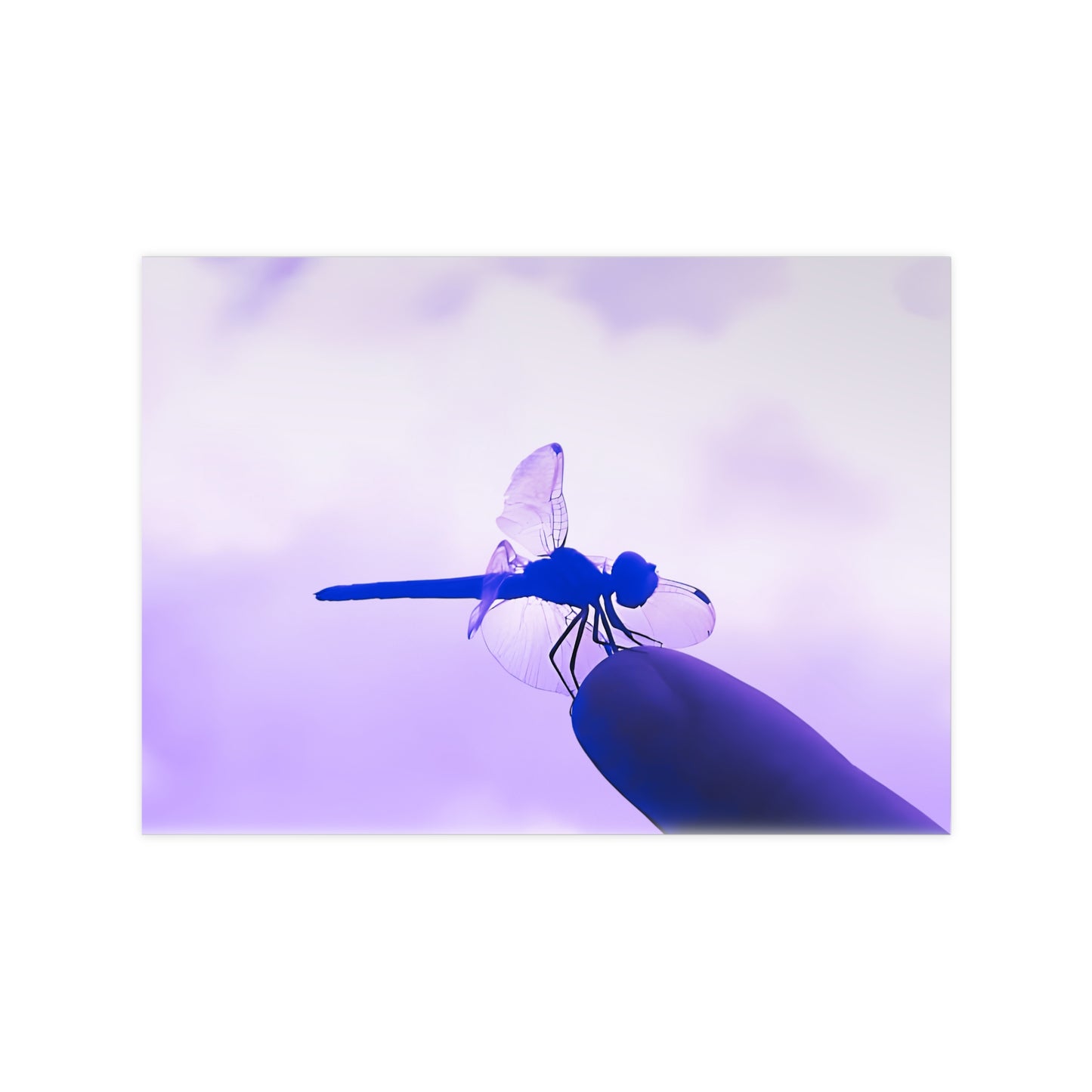 Dragonfly Violet Matte Photograph Horizontal Posters EU