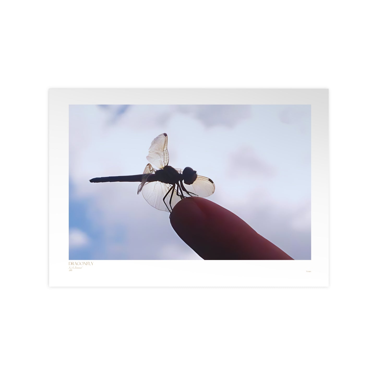 Dragonfly Matte Photograph Horizontal Posters EU