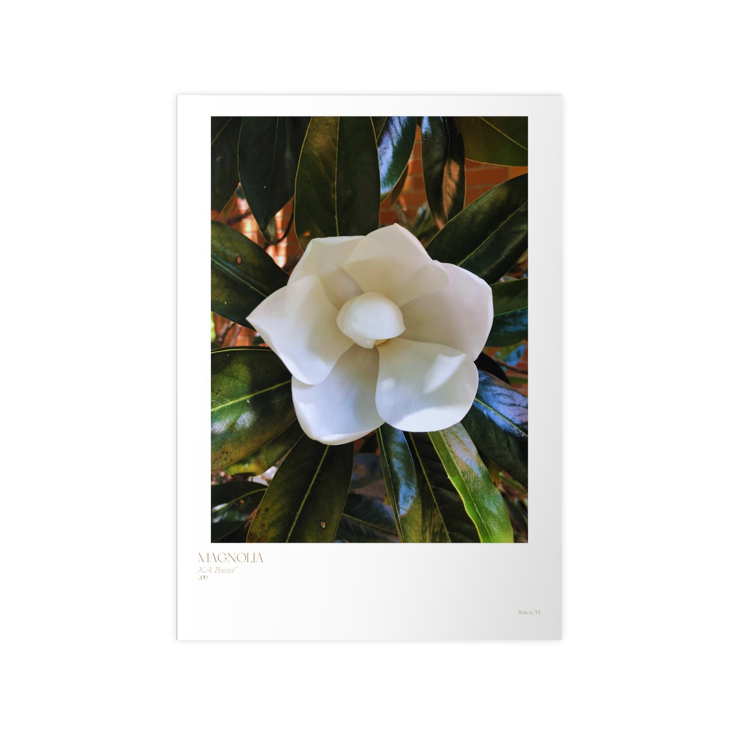 Magnolia Photograph Vertical Posters EU