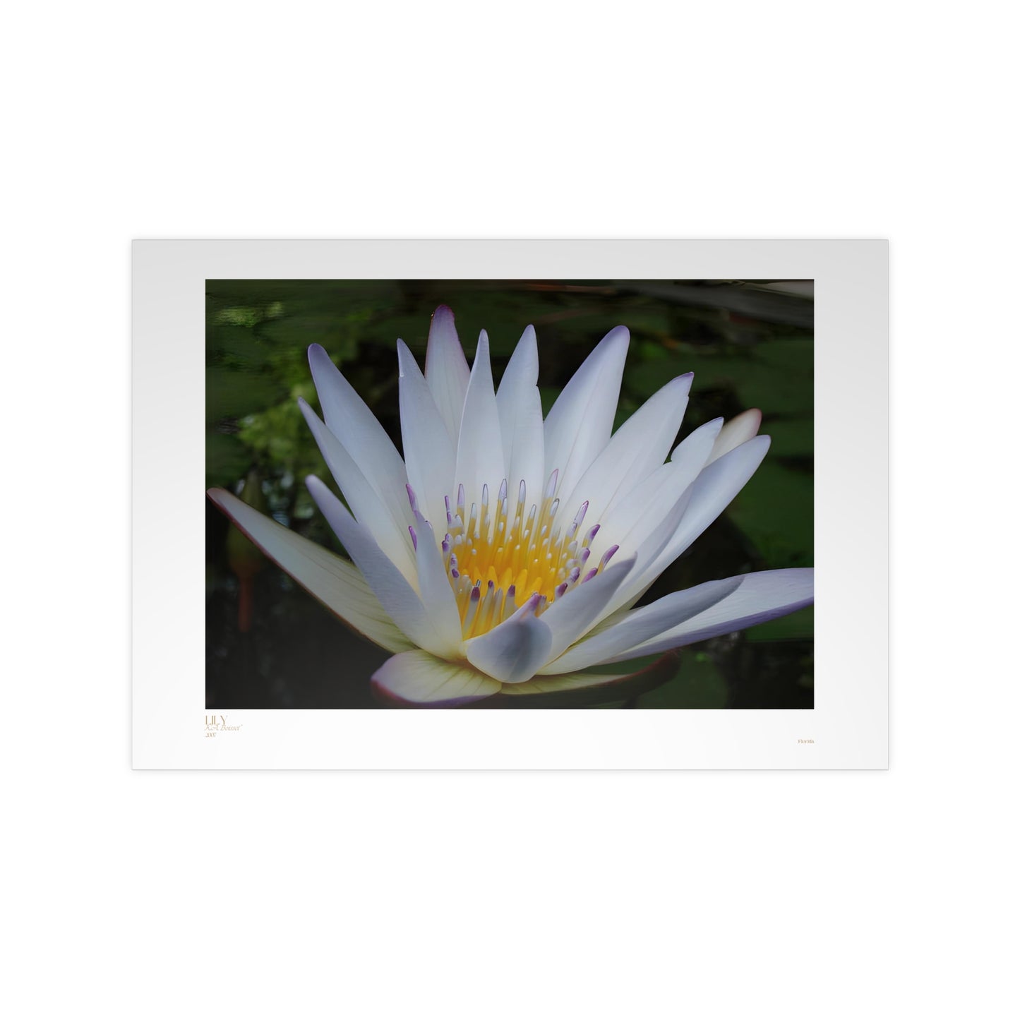 Lily Matte Photograph Horizontal Posters EU