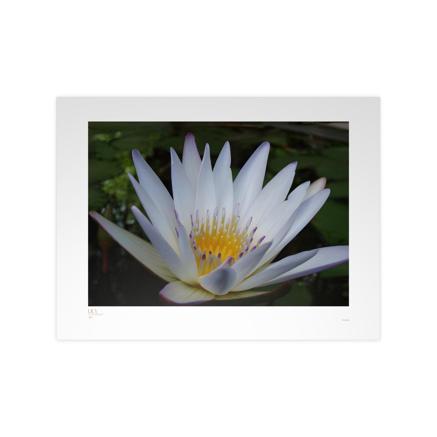 Lily Matte Photograph Horizontal Posters EU