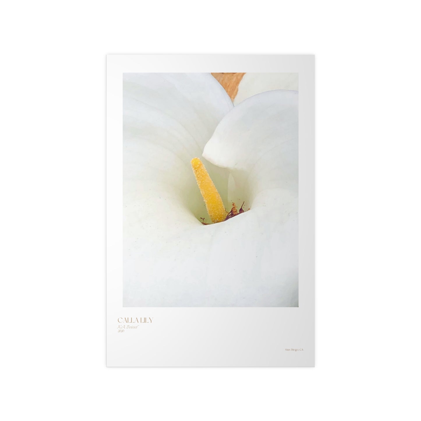 Calla Lily Photograph Vertical Posters EU