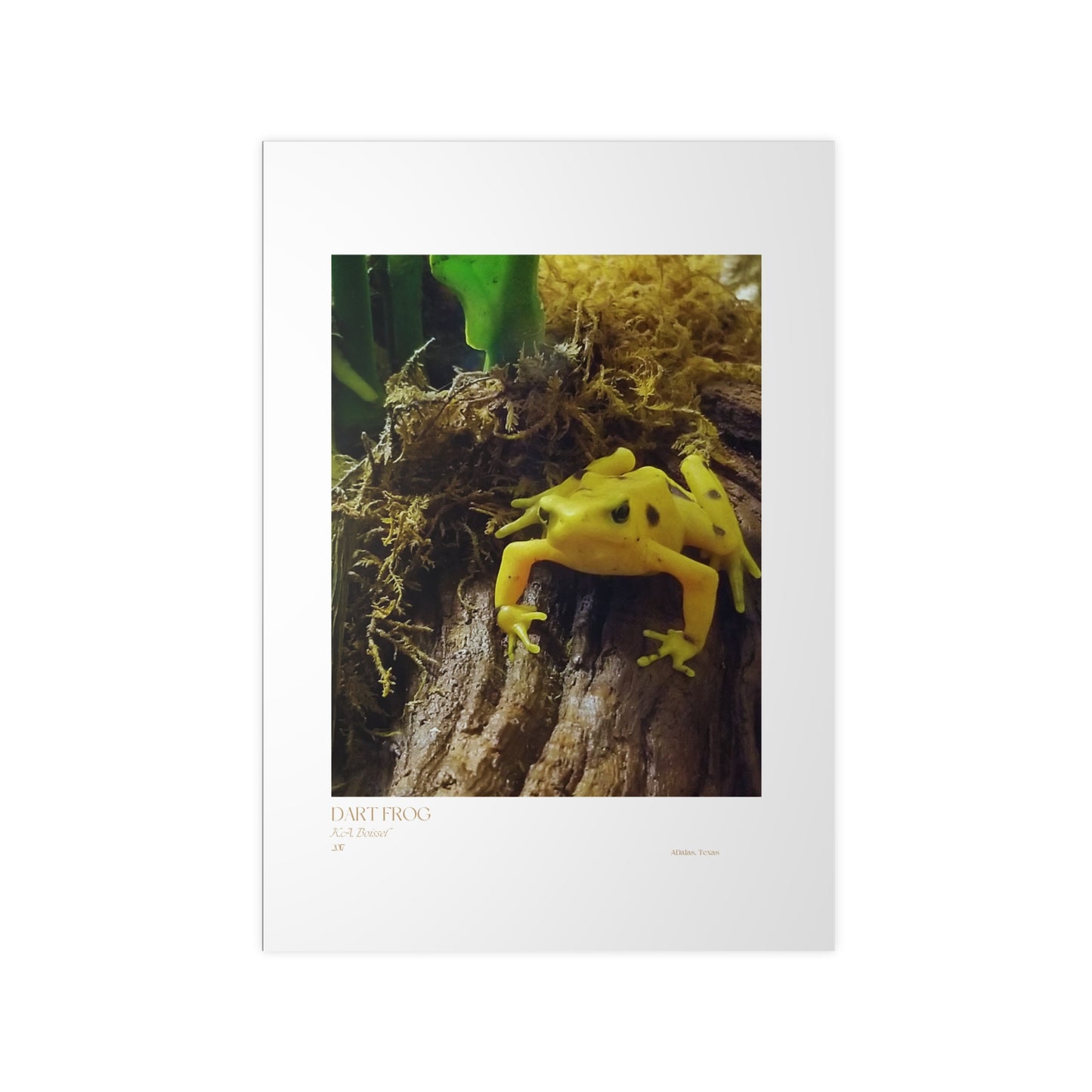 Dart Frog Photograph Vertical Posters EU