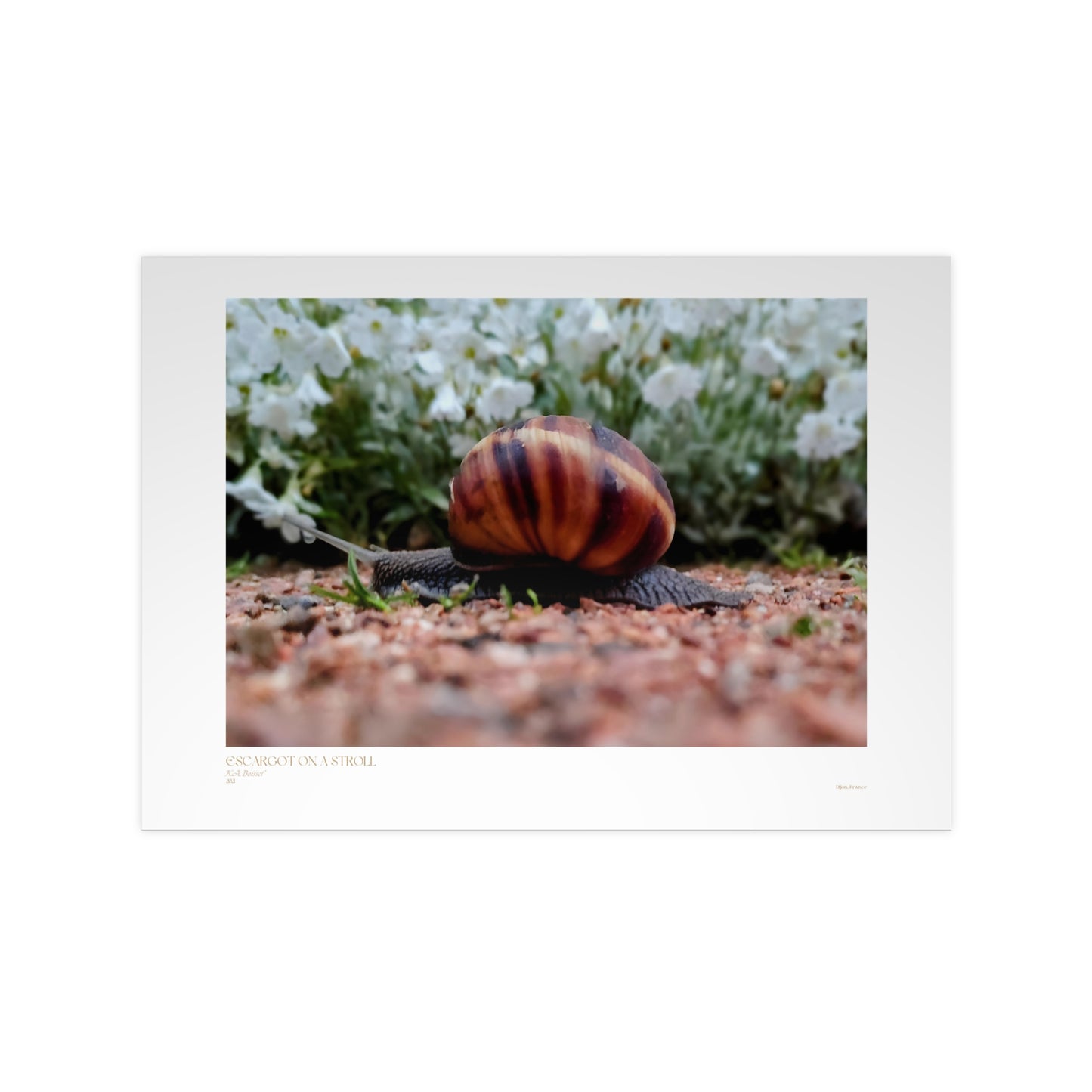 Escargot on a Stroll Matte Photograph Horizontal Posters EU