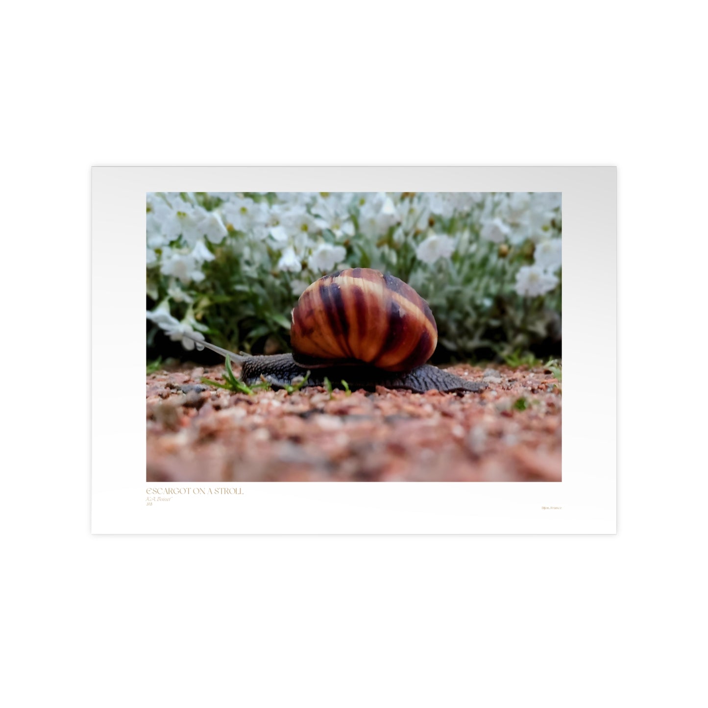 Escargot on a Stroll Matte Photograph Horizontal Posters EU