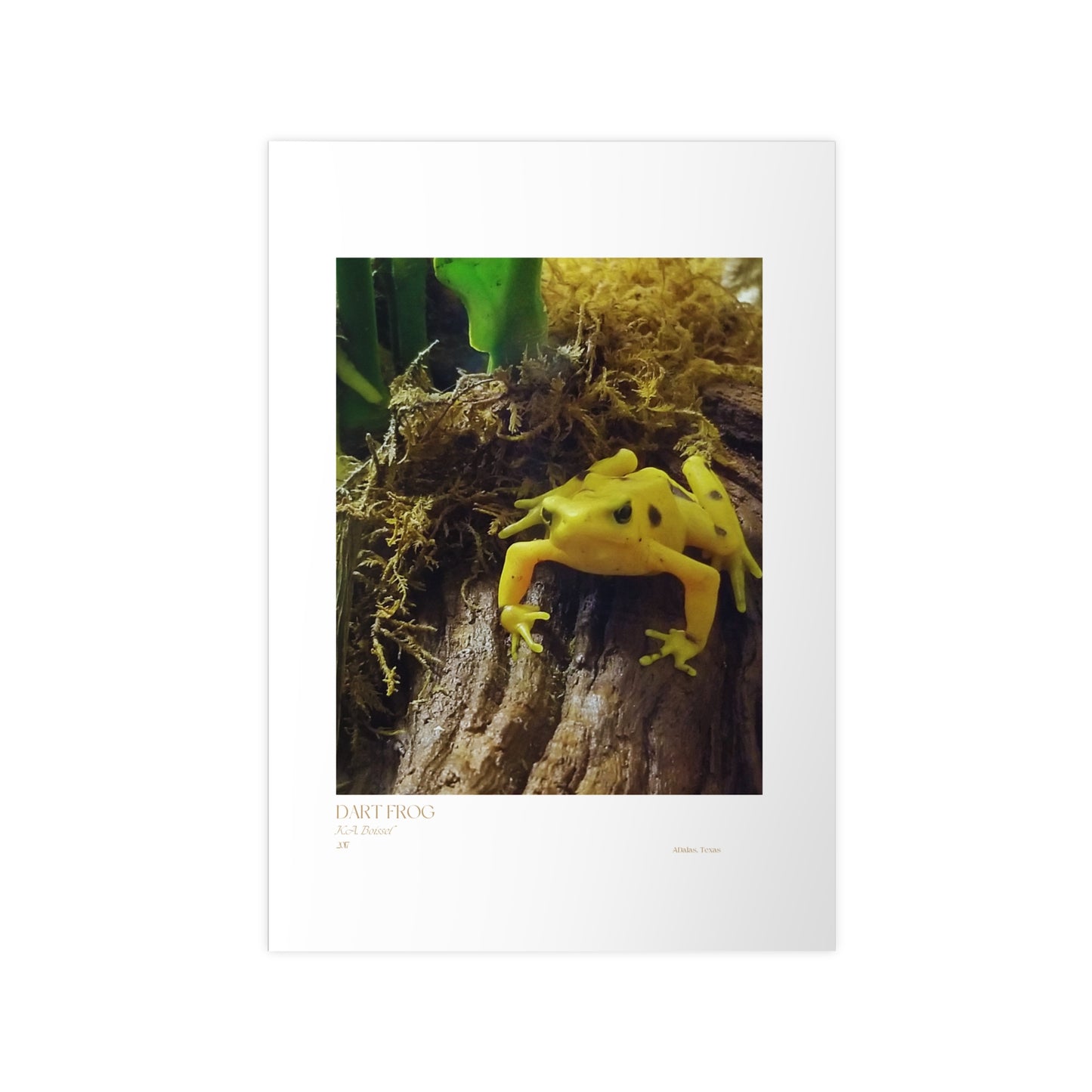 Dart Frog Photograph Vertical Posters EU