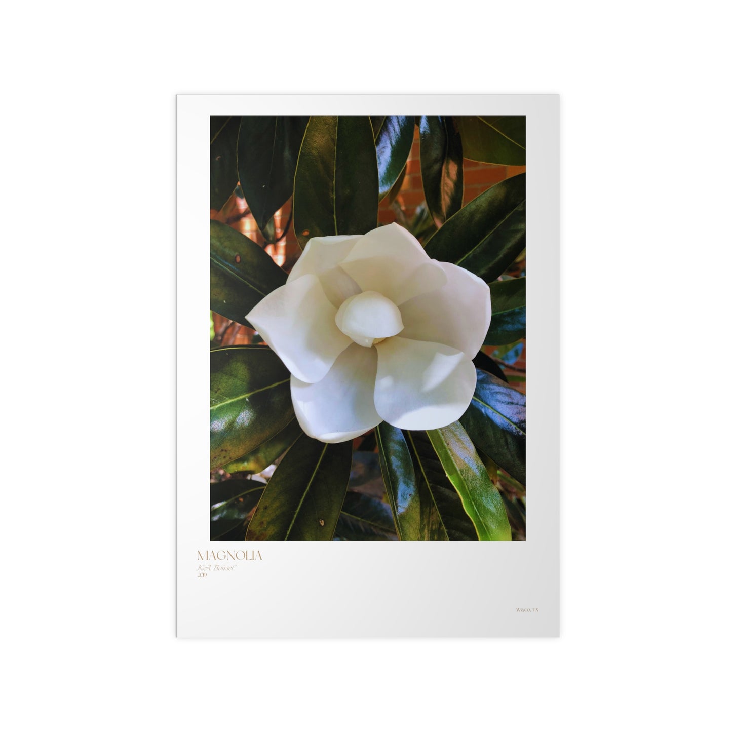 Magnolia Photograph Vertical Posters EU